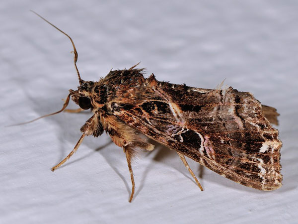 /filer/webapps/moths/media/images/M/maillardi_Callopistria_A_Mazzei_01.jpg