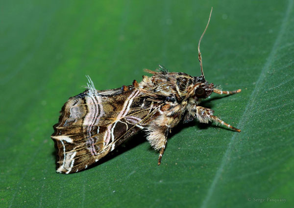 /filer/webapps/moths/media/images/M/maillardi_Callopistria_A_Pasquasy_01.jpg