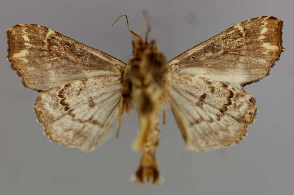 /filer/webapps/moths/media/images/M/maillardi_Callopistria_A_RMCA_02.jpg