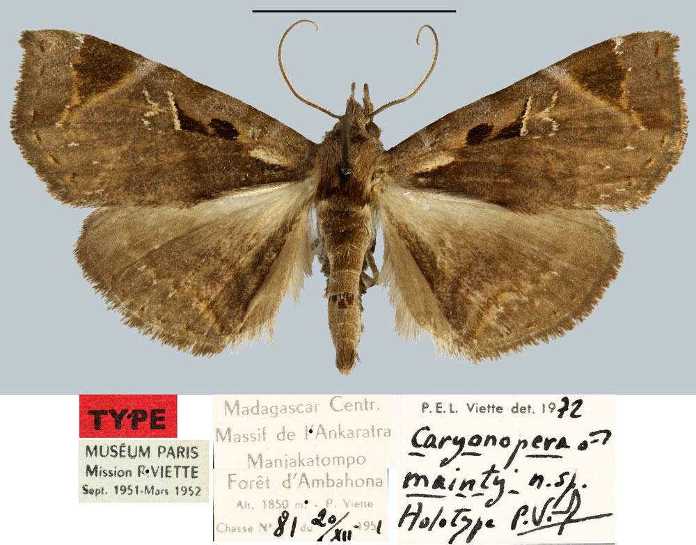 /filer/webapps/moths/media/images/M/mainty_Caryonopera_HT_MNHN.jpg