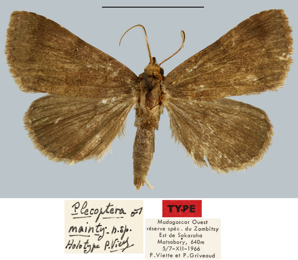 /filer/webapps/moths/media/images/M/mainty_Plecoptera_HT_MNHN.jpg