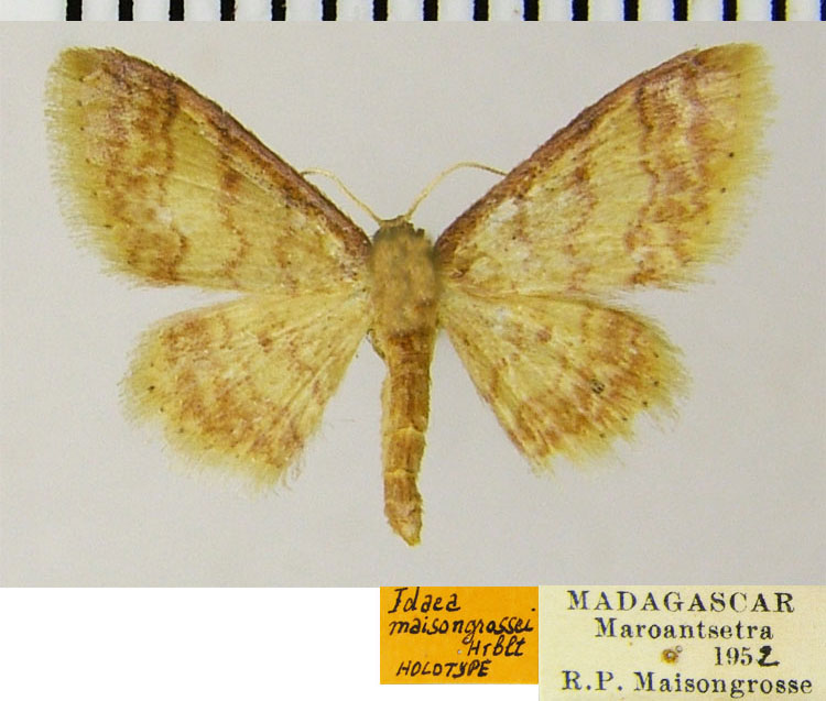 /filer/webapps/moths/media/images/M/maisongrossei_Idaea_HT_ZSMa.jpg