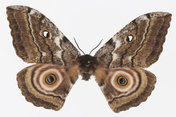 /filer/webapps/moths/media/images/M/maja_Gynanisa_AF_Basquin.jpg