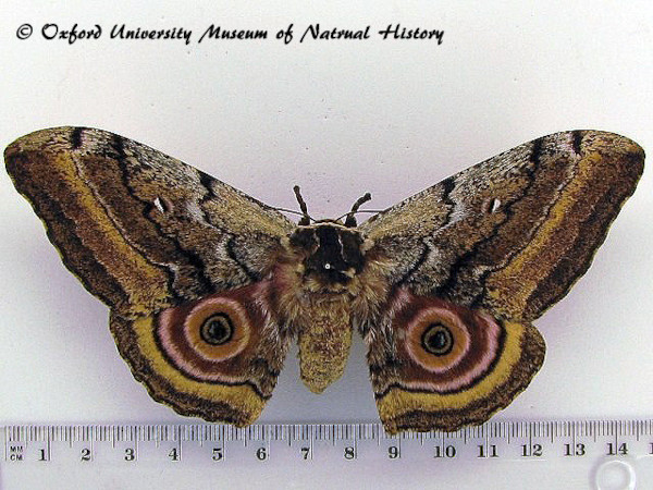 /filer/webapps/moths/media/images/M/maja_Gynanisa_AF_OUMNH.jpg