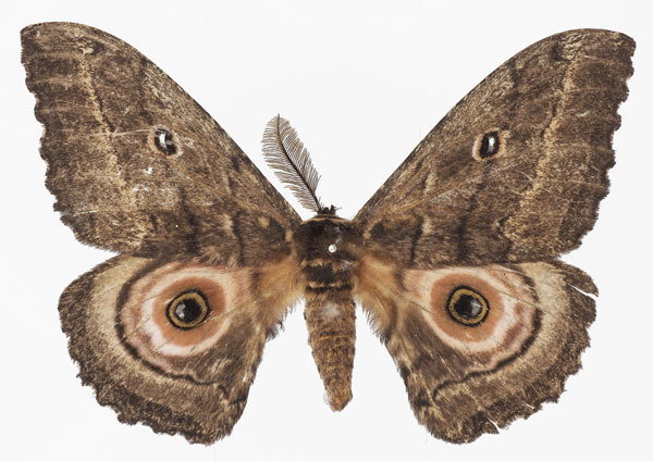 /filer/webapps/moths/media/images/M/maja_Gynanisa_AM_Basquina.jpg