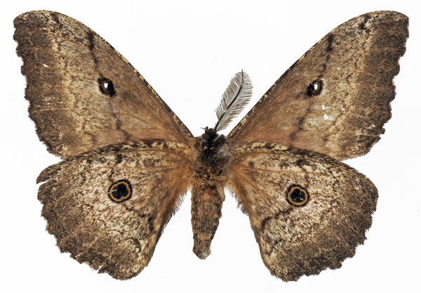 /filer/webapps/moths/media/images/M/maja_Gynanisa_AM_Basquinb.jpg