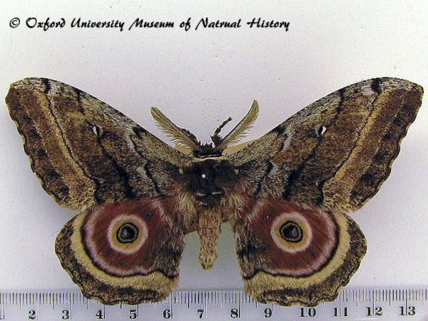 /filer/webapps/moths/media/images/M/maja_Gynanisa_AM_OUMNH_01.jpg