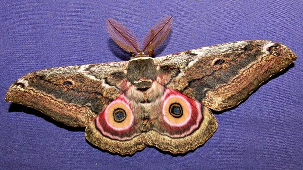 /filer/webapps/moths/media/images/M/maja_Gynanisa_A_Braun_4.jpg