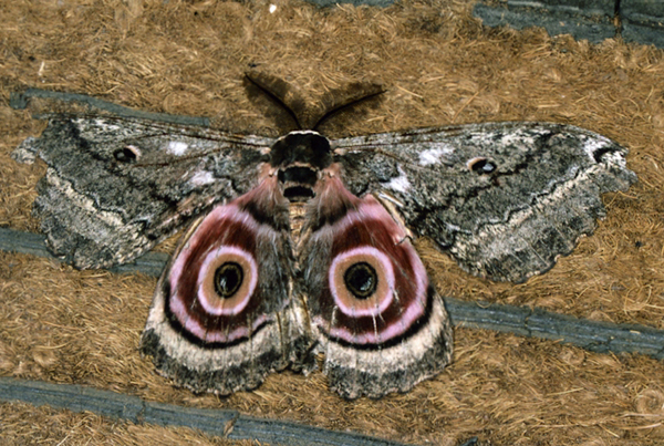 /filer/webapps/moths/media/images/M/maja_Gynanisa_A_Roland_01.jpg