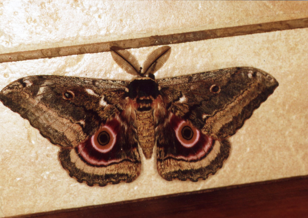 /filer/webapps/moths/media/images/M/maja_Gynanisa_A_Roland_08.jpg