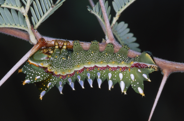 /filer/webapps/moths/media/images/M/maja_Gynanisa_C_Roland_01.jpg