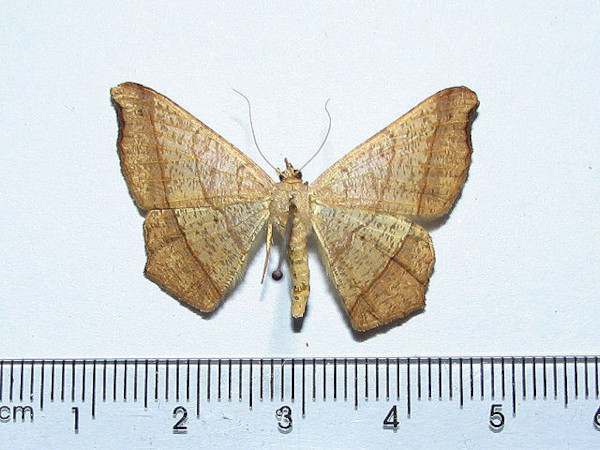 /filer/webapps/moths/media/images/M/majestica_Chiasmia_A_Goff_01.jpg