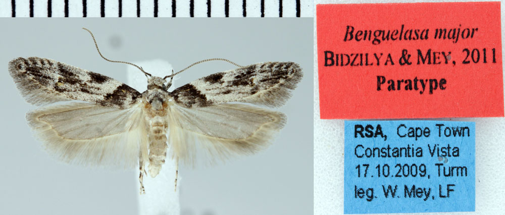 /filer/webapps/moths/media/images/M/major_Benguelasa_PT_ZMHB.jpg
