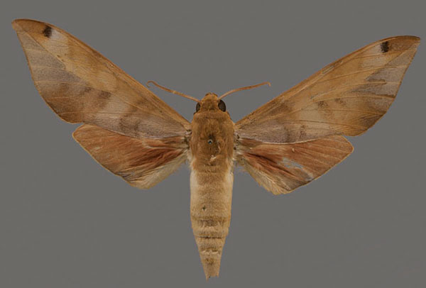 /filer/webapps/moths/media/images/M/major_Libyoclanis_HT_OUMNH_01.jpg