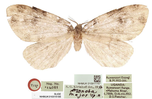 /filer/webapps/moths/media/images/M/major_Manoba_HT_BMNH.jpg
