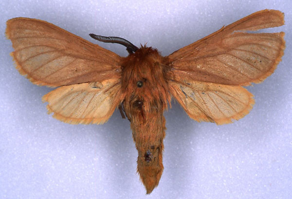 /filer/webapps/moths/media/images/M/major_Metarctia_HT_MNHN_01.jpg