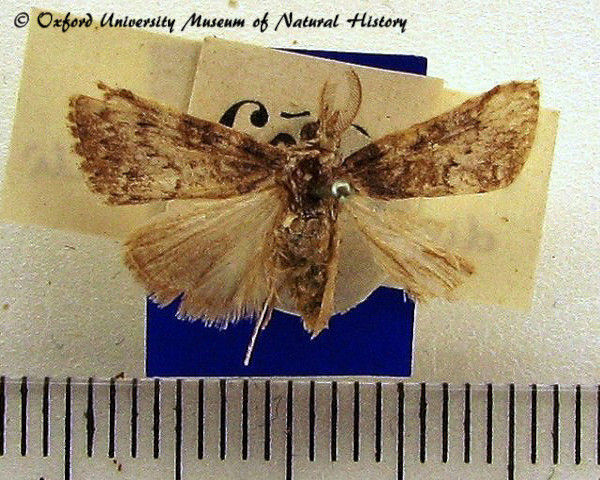 /filer/webapps/moths/media/images/M/major_Nola_A_OUMNH.jpg