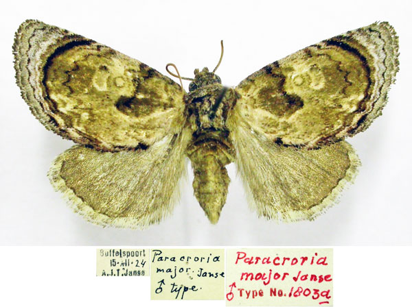 /filer/webapps/moths/media/images/M/major_Paracroria_HT_TMSA.jpg