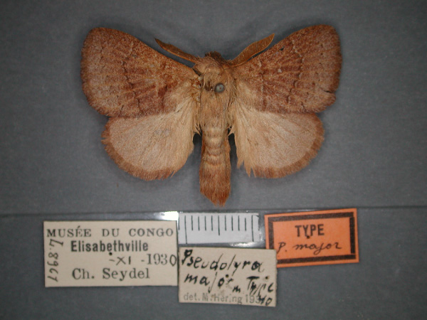 /filer/webapps/moths/media/images/M/major_Pseudolyra_HT_RMCA_01.jpg