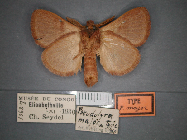 /filer/webapps/moths/media/images/M/major_Pseudolyra_HT_RMCA_02.jpg
