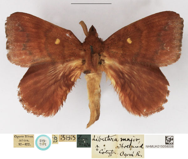 /filer/webapps/moths/media/images/M/major_Pseudolyra_STM_NHMUK.jpg