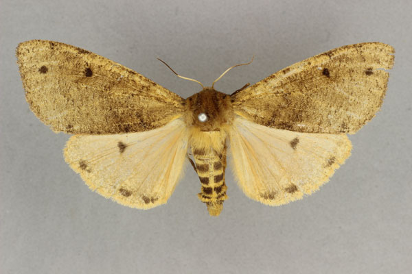 /filer/webapps/moths/media/images/M/major_Teracotona_HT_BMNH.jpg