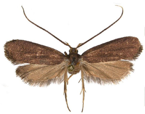 /filer/webapps/moths/media/images/M/majorella_Lecithocera_HT_NHMO.jpg