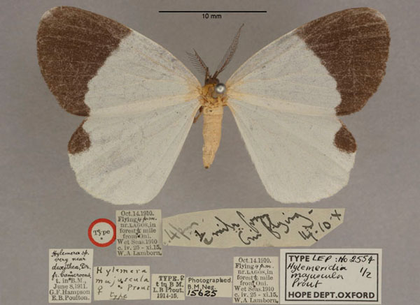 /filer/webapps/moths/media/images/M/majuscula_Hylemeridia_HT_OUMNH_01.jpg
