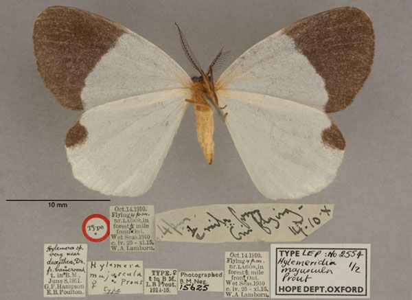 /filer/webapps/moths/media/images/M/majuscula_Hylemeridia_HT_OUMNH_02.jpg