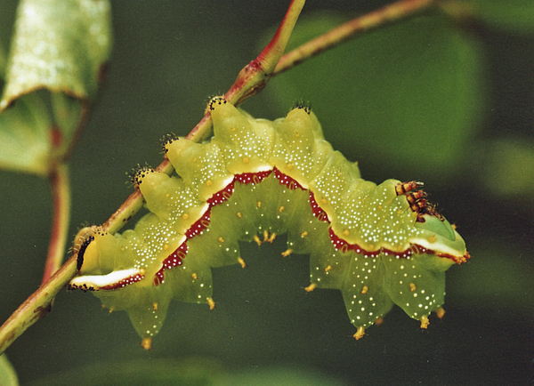 /filer/webapps/moths/media/images/M/majy_Gynanisa_C_Roland_01.jpg
