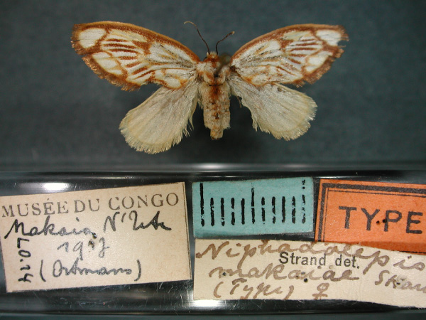 /filer/webapps/moths/media/images/M/makaiae_Niphadolepis_HT_RMCA_01.jpg