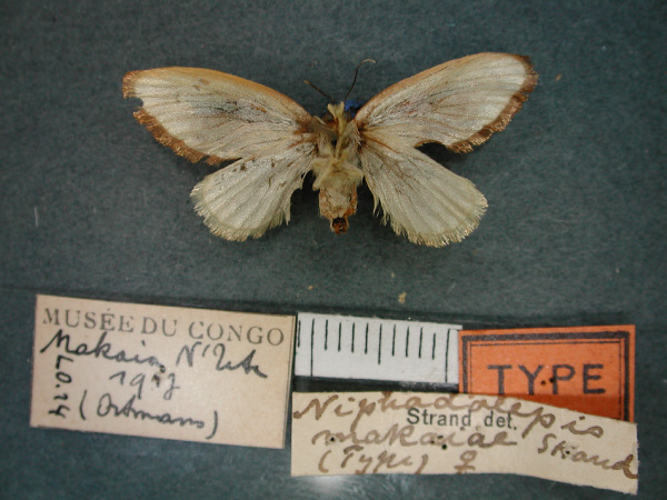/filer/webapps/moths/media/images/M/makaiae_Niphadolepis_HT_RMCA_02.jpg