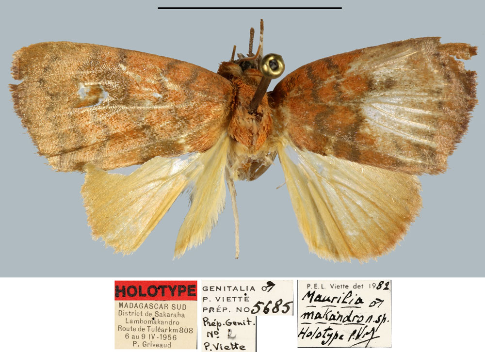 /filer/webapps/moths/media/images/M/makandro_Maurilia_HT_MNHN.jpg