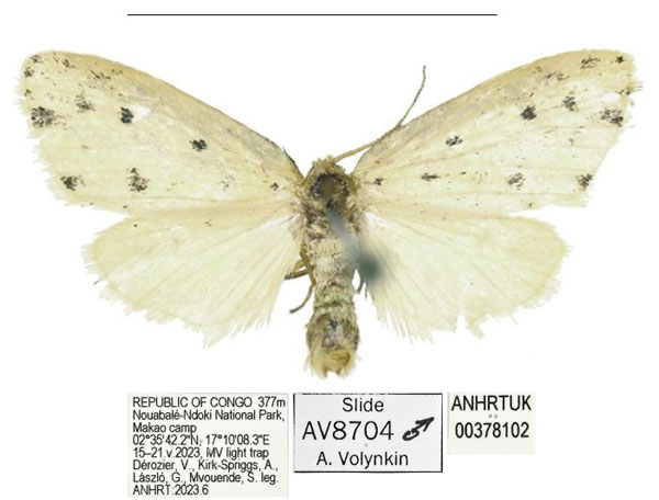 /filer/webapps/moths/media/images/M/makao_Siccia_HT_ANHRT.jpg