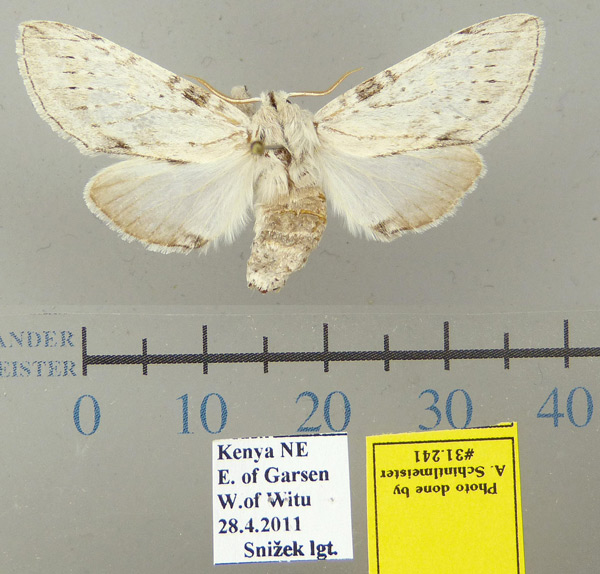 /filer/webapps/moths/media/images/M/makeda_Parasimesia_PT_MWM.jpg