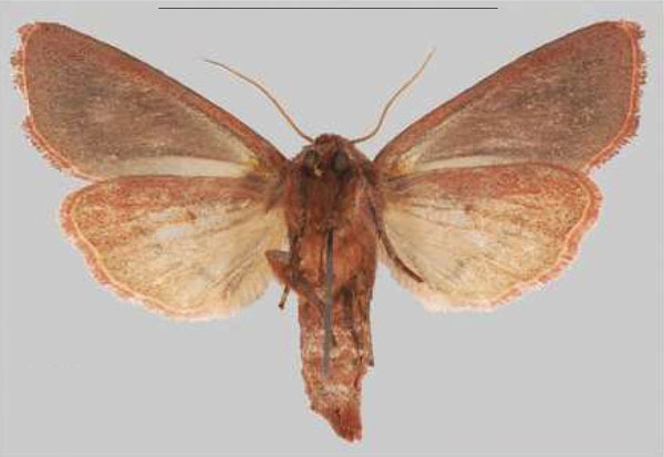 /filer/webapps/moths/media/images/M/makete_Sciomesa_HT_MNHNb.jpg