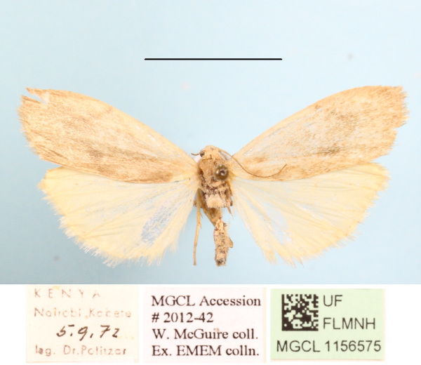 /filer/webapps/moths/media/images/M/makomensis_Archithosia_AF_MGCLa_01.JPG