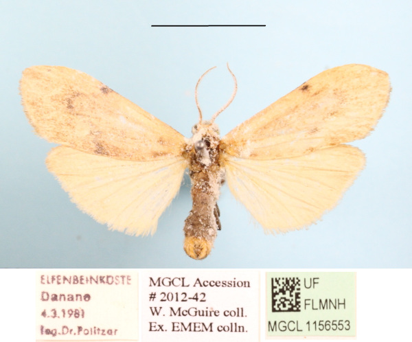 /filer/webapps/moths/media/images/M/makomensis_Archithosia_AF_MGCLa_02.JPG