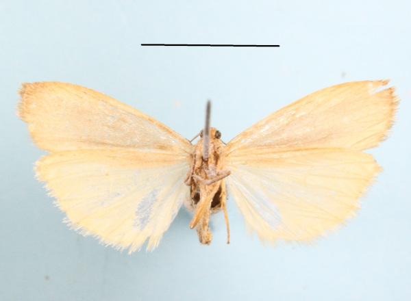 /filer/webapps/moths/media/images/M/makomensis_Archithosia_AF_MGCLb_01.JPG