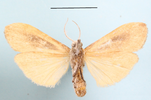 /filer/webapps/moths/media/images/M/makomensis_Archithosia_AF_MGCLb_02.JPG
