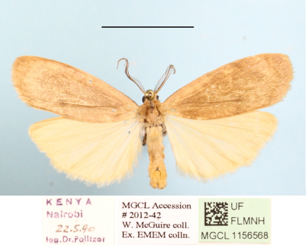 /filer/webapps/moths/media/images/M/makomensis_Archithosia_AM_MGCL_03.JPG