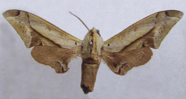 /filer/webapps/moths/media/images/M/malaboensis_Operclanis_HT_Dargea.jpg