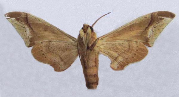 /filer/webapps/moths/media/images/M/malaboensis_Operclanis_HT_Dargeb.jpg