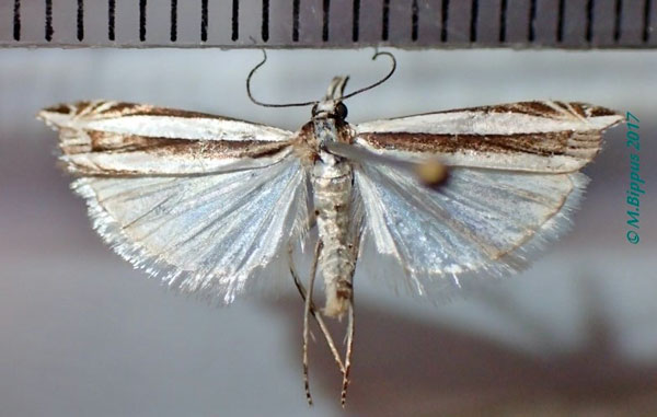 /filer/webapps/moths/media/images/M/malacellus_Angustalius_A_Bippus.jpg