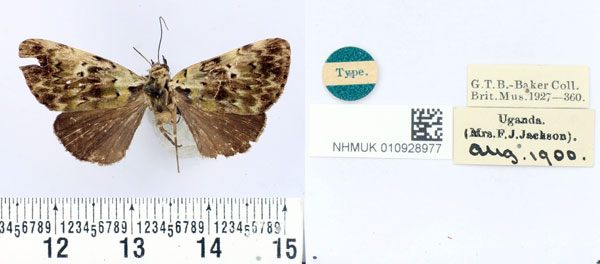 /filer/webapps/moths/media/images/M/malachitis_Labanda_HT_BMNH.jpg