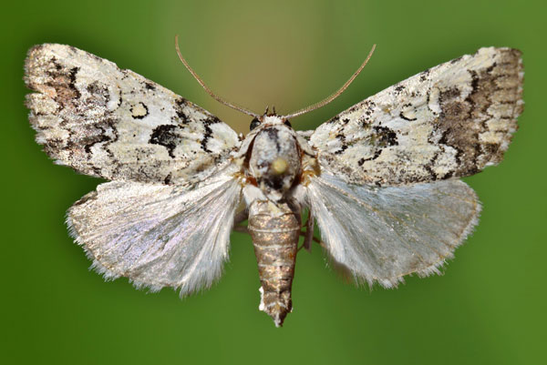 /filer/webapps/moths/media/images/M/malachitis_Nycteola_A_Butler.jpg