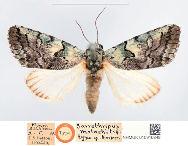 /filer/webapps/moths/media/images/M/malachitis_Sarrothripus_HT_NHMUK.jpg