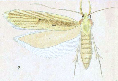 /filer/webapps/moths/media/images/M/malacogramma_Brachmia_HT_Meyrick_5-2.jpg