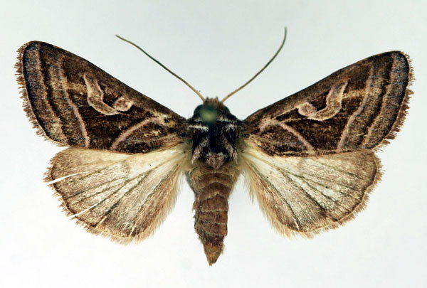/filer/webapps/moths/media/images/M/malagasa_Conservula_AF_Aulombard.jpg