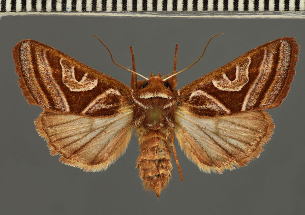 /filer/webapps/moths/media/images/M/malagasa_Conservula_AF_Fiebig.jpg